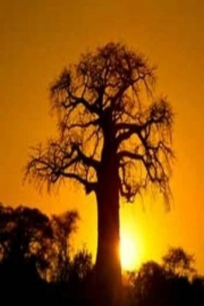 Mourning Sun